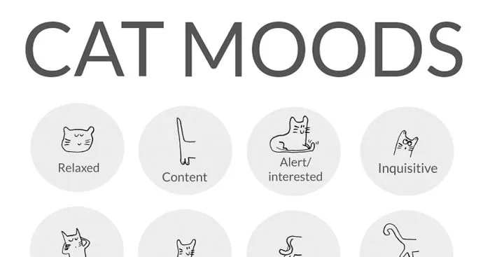 Cat Moods Explained