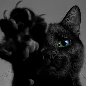 Black cat