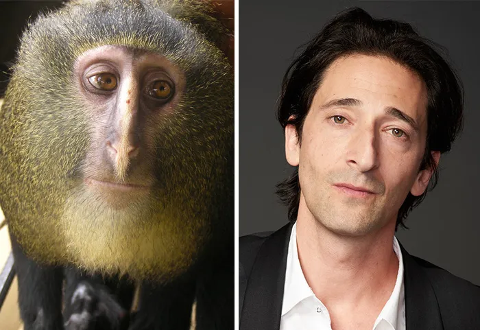 The Lesula Monkey Looks Like Adrien Brody