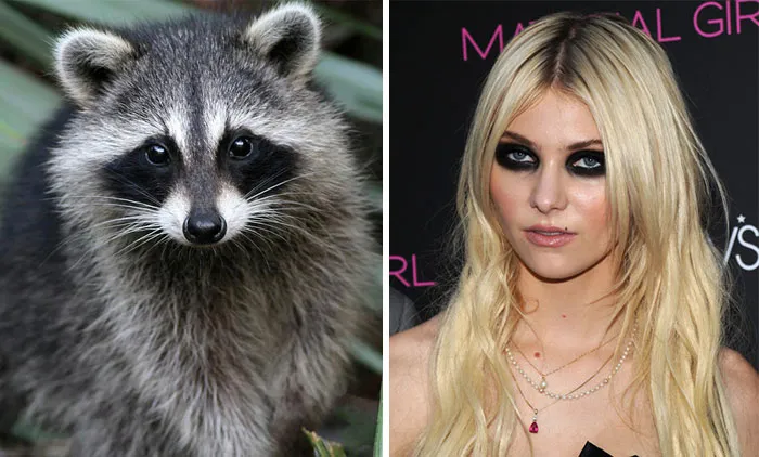 Side-by-side image of a raccoon and a woman with heavy eye makeup illustrating celebrity doppelganger animals concept.