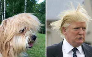 72 Celebrity Doppelganger Animals