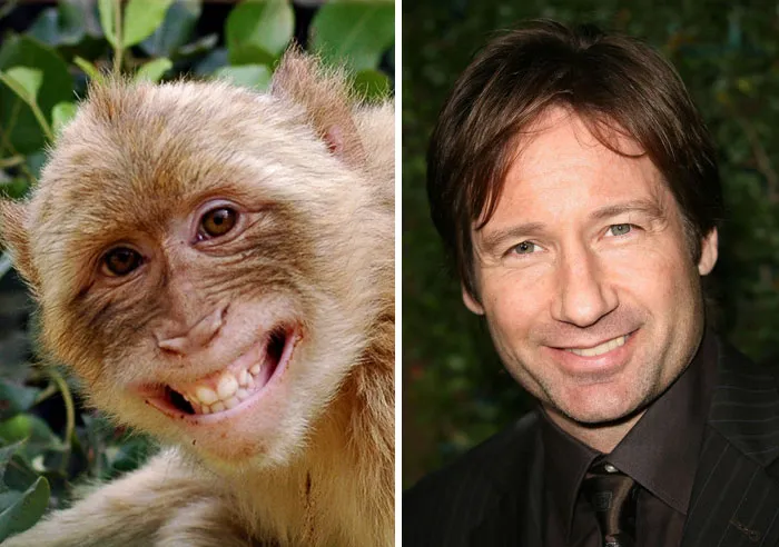 Side-by-side comparison of a smiling monkey and a man, showcasing celebrity doppelganger animals with similar facial expressions.