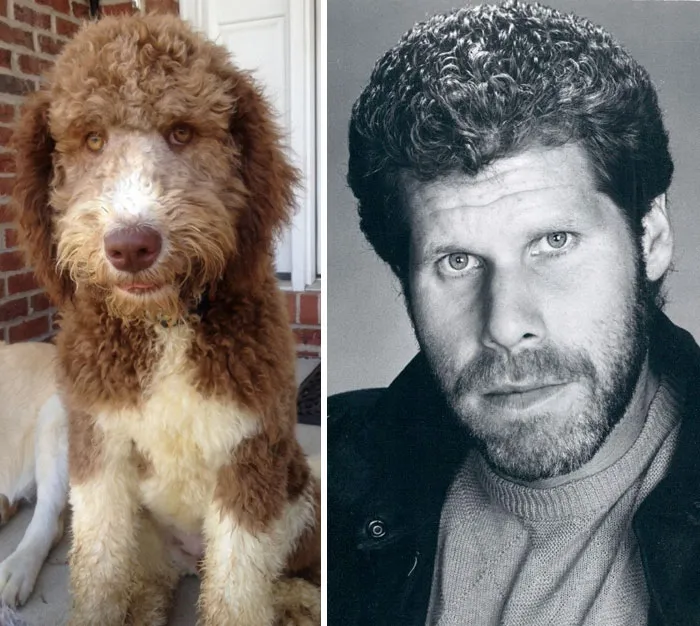 This Dog Looks Like Ron Perlman