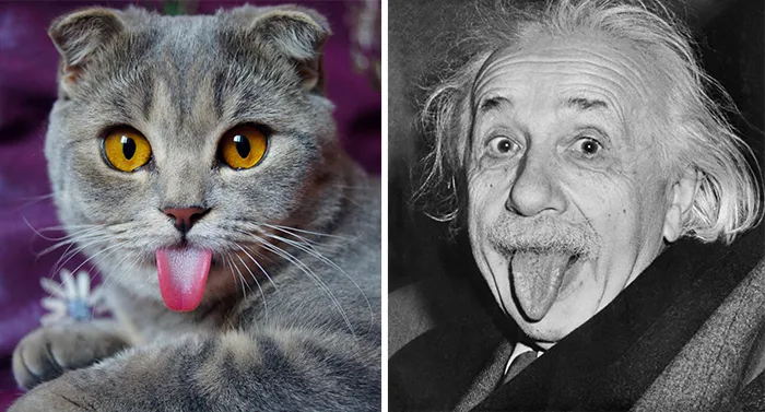 Side-by-side image of a cat and a famous scientist both sticking out their tongues, showing celebrity doppelganger animals.