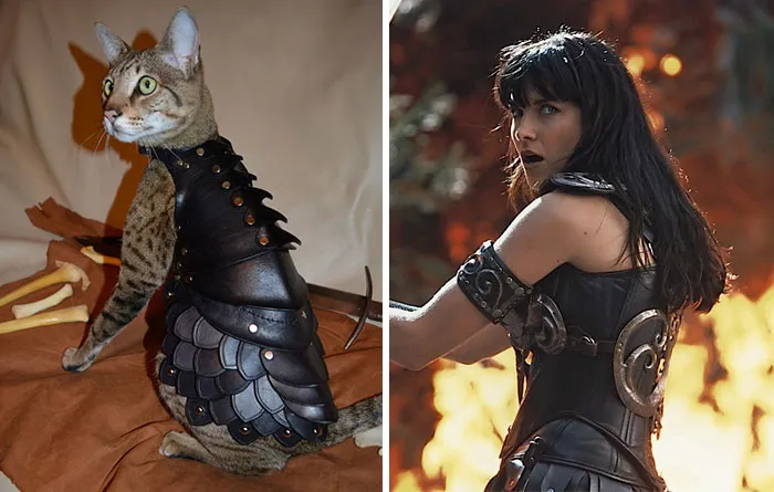 A cat dressed in medieval armor alongside a warrior woman in similar battle attire, showcasing celebrity doppelganger animals.