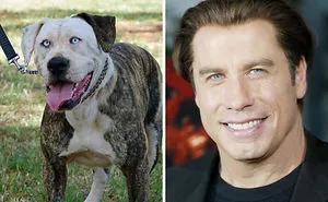 72 Celebrity Doppelganger Animals