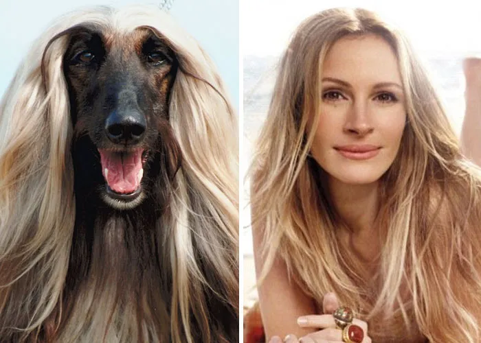 Side-by-side image of a long-haired dog and a smiling woman showing celebrity doppelganger animals resemblance.