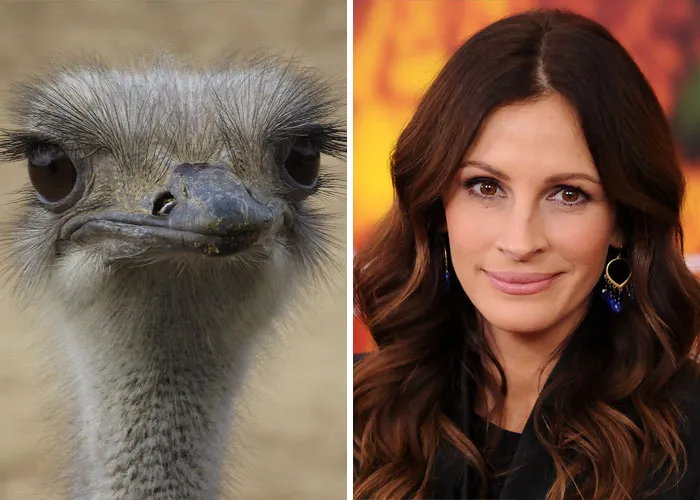 Close-up of an ostrich next to a woman, showcasing celebrity doppelganger animals with similar facial expressions.