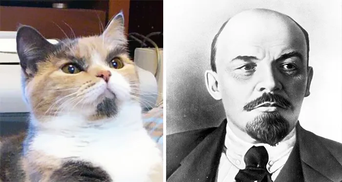 Cat with distinct facial markings resembling a famous historical figure in a celebrity doppelganger animals comparison.