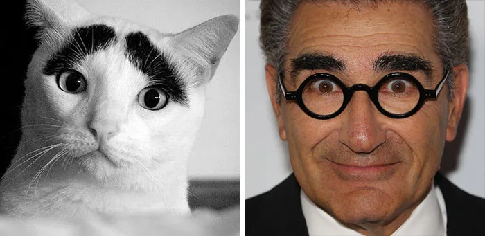 Cat with black markings resembling eyebrows next to a man wearing round glasses showing celebrity doppelganger animals.