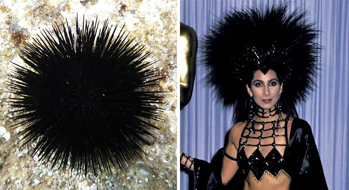 Black sea urchin resembling a celebrity with spiky black hair styled in a dramatic, high-volume fashion for a costume event.