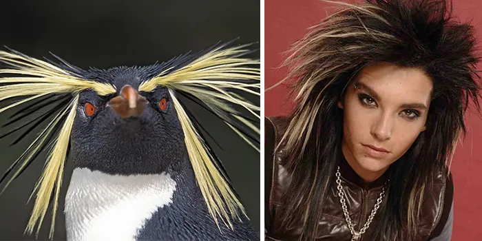 Penguin with yellow feather crests resembling a celebrity doppelganger animal with striking hair and intense gaze.
