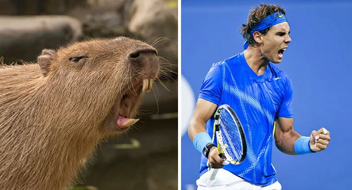 Capybara and tennis player in a side-by-side comparison highlighting celebrity doppelganger animals concept.