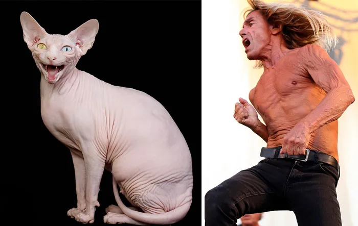 Hairless cat with heterochromia and open mouth next to shirtless man singing energetically, celebrity doppelganger animals concept.