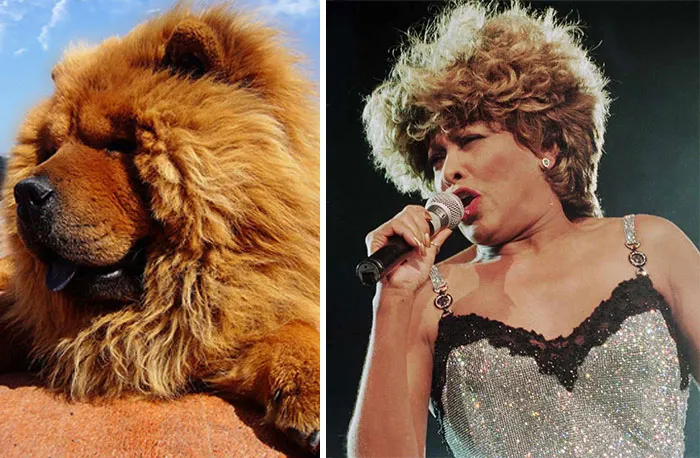 Chow Chow dog with fluffy fur next to a singer with voluminous curly hair, showing celebrity doppelganger animals.