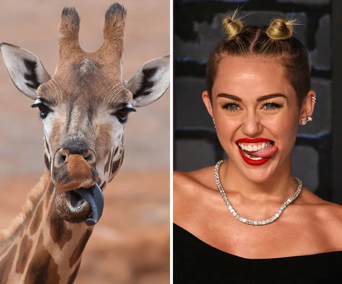 Side-by-side image of a giraffe and a female celebrity making funny faces, illustrating celebrity doppelganger animals.