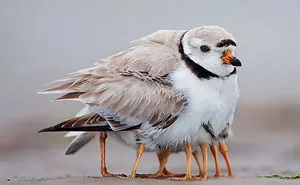 52 Birds Taking Care Of Their Babies