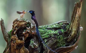 52 Birds Taking Care Of Their Babies