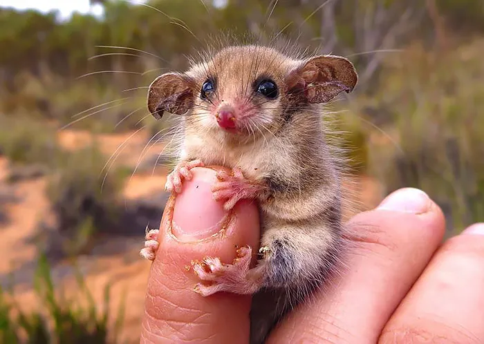 Australian Western Pygmy Possum