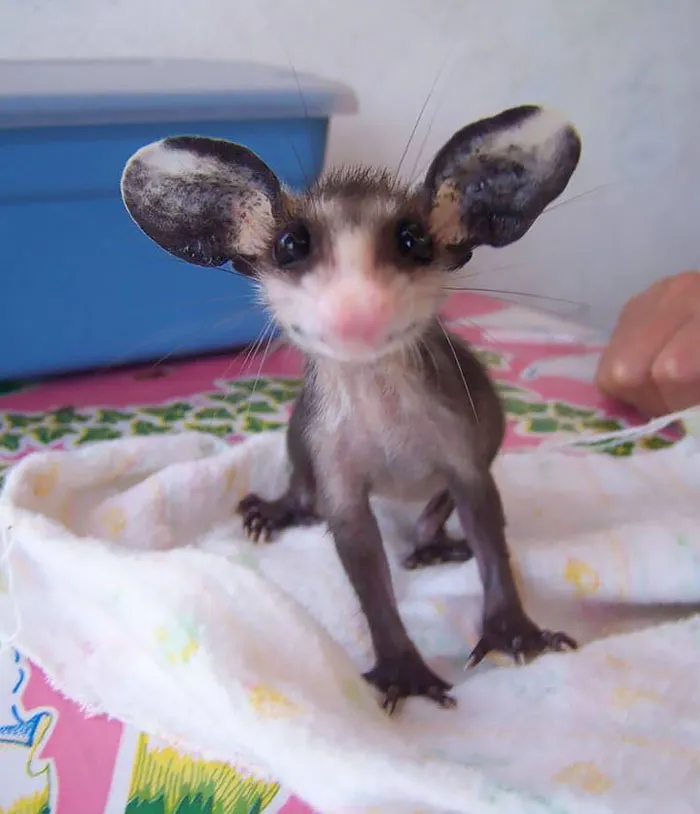 Happy Possum