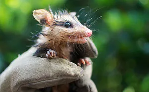 36 Awesome Possums And Opossums
