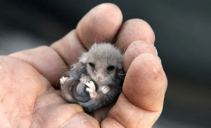Juvenile Western Pygmy Possum