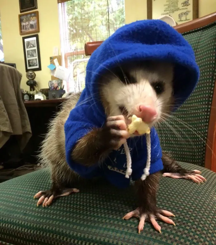 Petunia The Possum Rocking Her Hoodie
