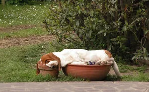 231 Animals That Sleep Wherever They Please