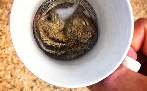 231 Animals That Sleep Wherever They Please