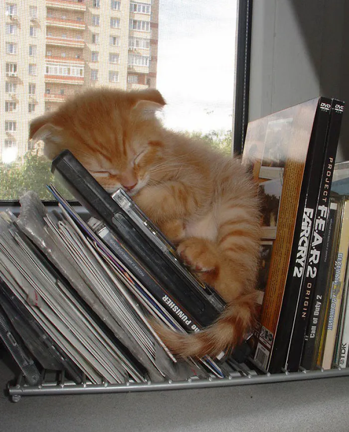 Sleeping Cat