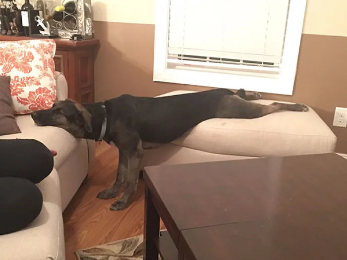 Is Planking A Thing Again?