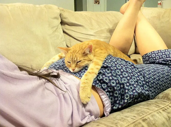 How My Roommate's Cat Lounges