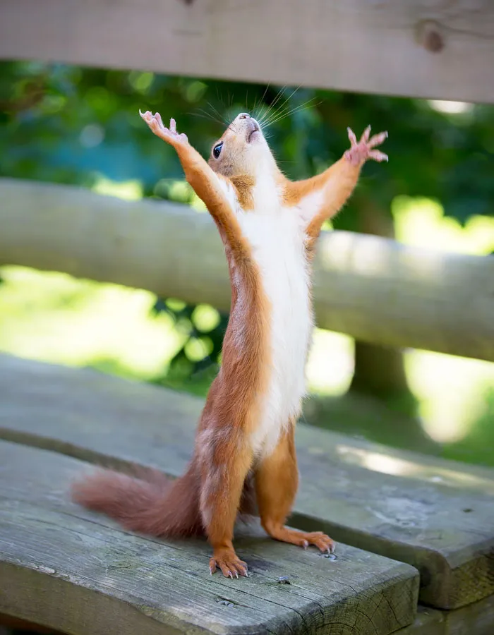 Hallelujah!