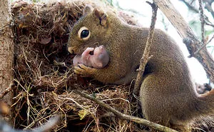 50 Adorable Pics To Celebrate Squirrel Appreciation Day