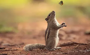 50 Adorable Pics To Celebrate Squirrel Appreciation Day