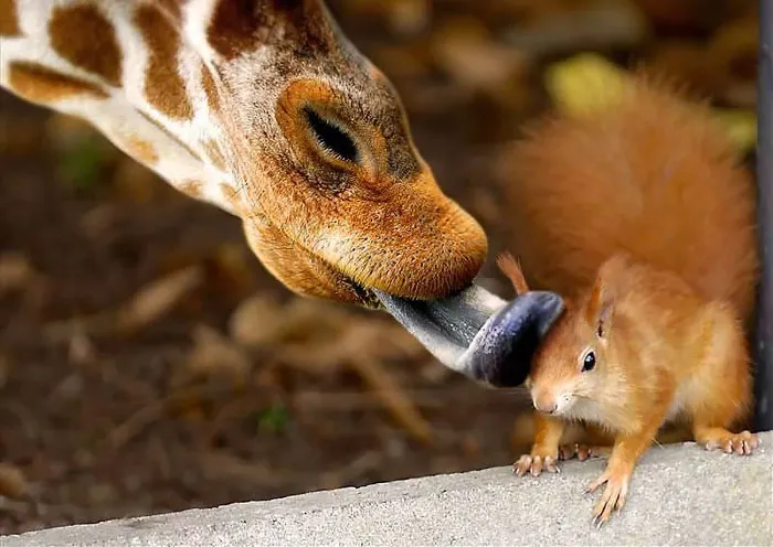 Kiss