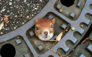50 Adorable Pics To Celebrate Squirrel Appreciation Day