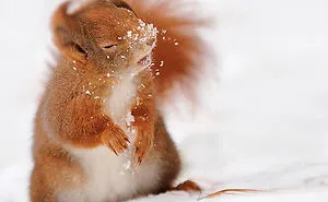 50 Adorable Pics To Celebrate Squirrel Appreciation Day