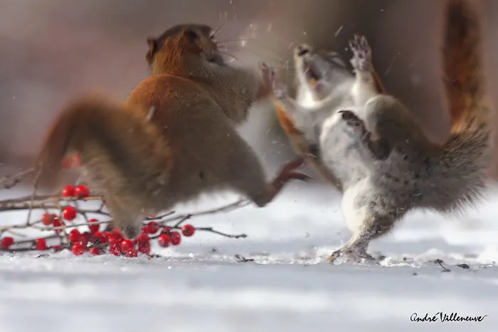 Fight!