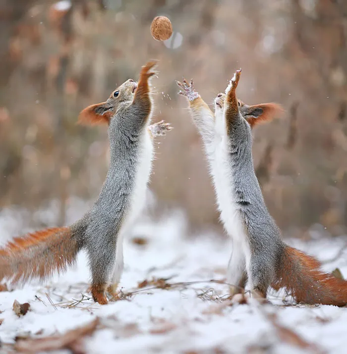 Nutball