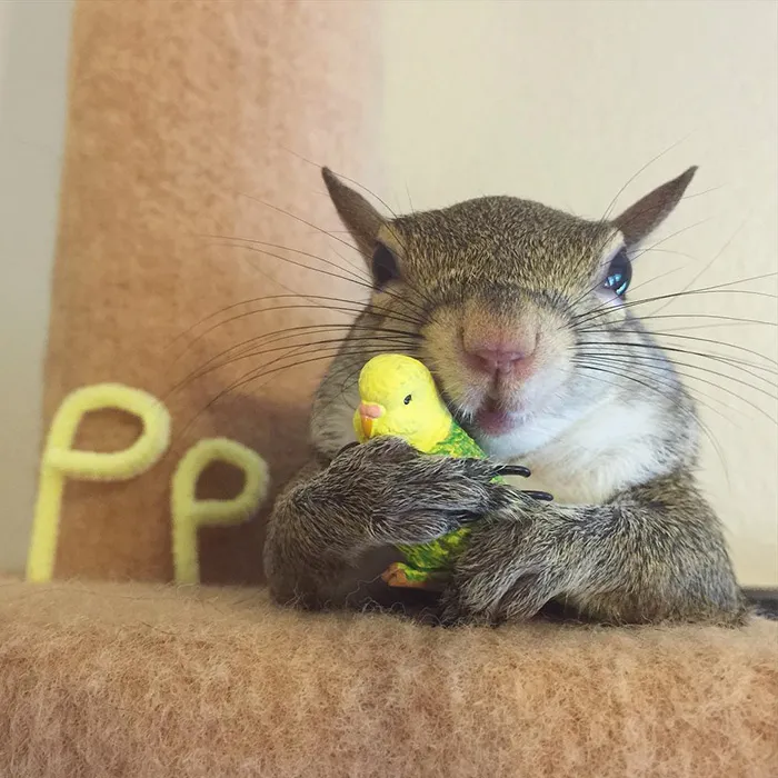 Rescued Squirrel Jill