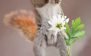 50 Adorable Pics To Celebrate Squirrel Appreciation Day