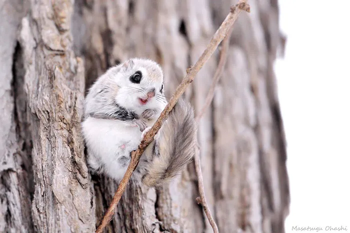 Siberian Flying Squirrel