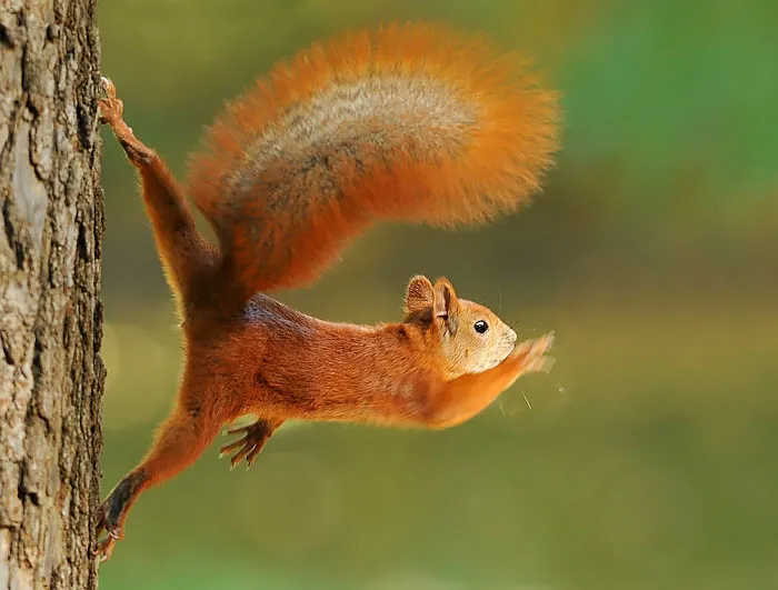 The Acrobat