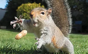 50 Adorable Pics To Celebrate Squirrel Appreciation Day