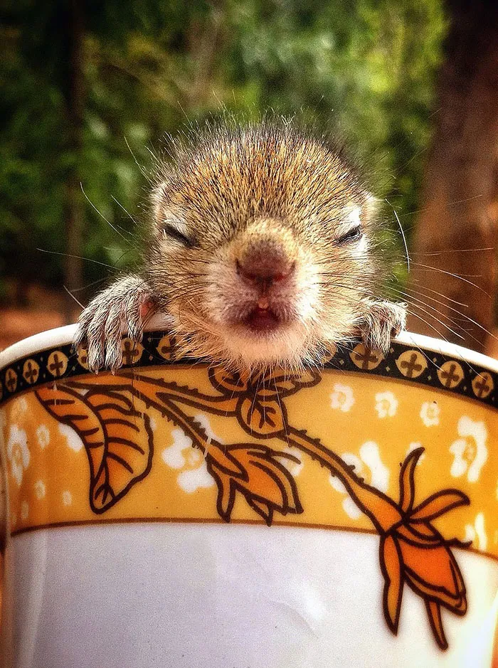 Abandoned Baby Squirrel Rescued By Filmmaker