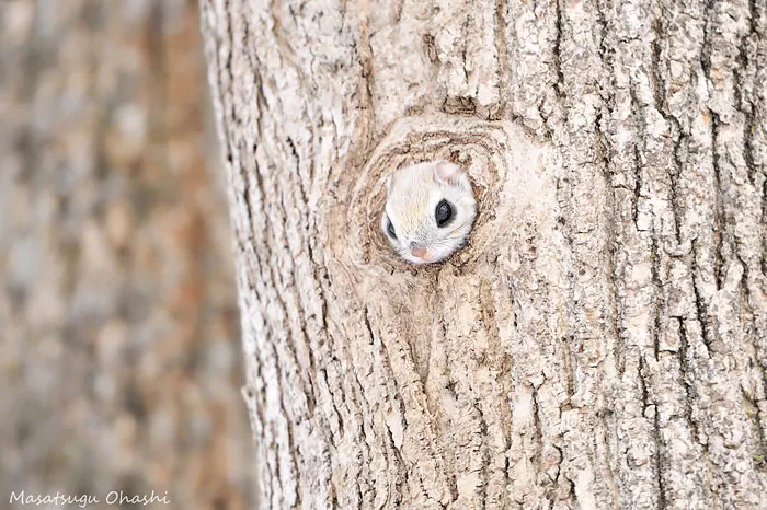 Flying Squirrel Says Hi!