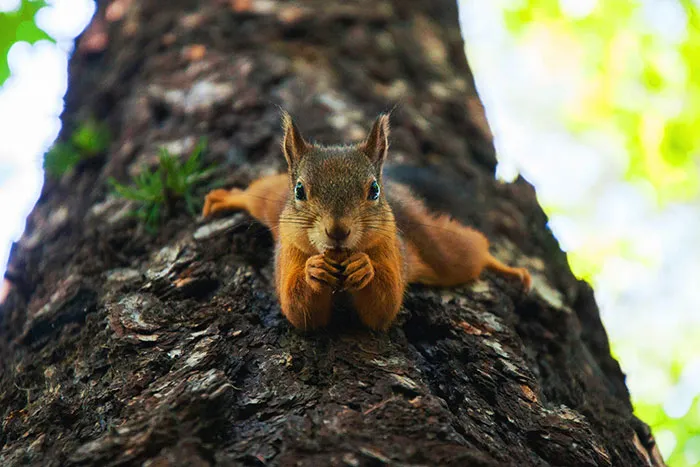 Squirrel