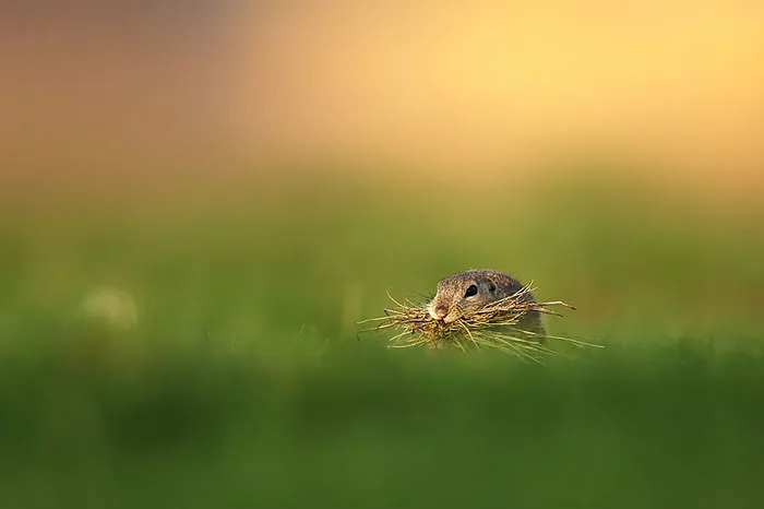 European Ground Squirrel