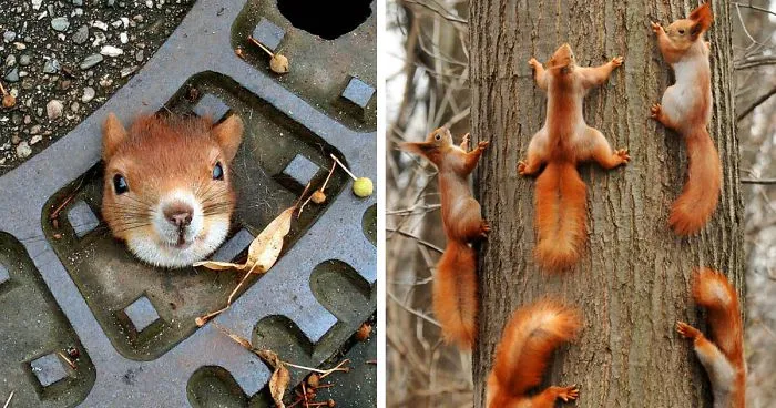50 Adorable Pics To Celebrate Squirrel Appreciation Day